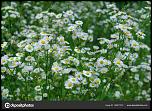 Нажмите на изображение для увеличения. 

Название:	depositphotos_180517072-stock-photo-chamomile-erigeron-in-the-spring.jpg 
Просмотров:	127 
Размер:	91.2 Кб 
ID:	252600