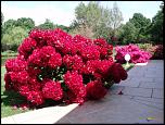 Нажмите на изображение для увеличения. 

Название:	rhododendron-rouge-visoflora-54938.jpg 
Просмотров:	161 
Размер:	89.2 Кб 
ID:	244480