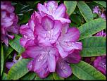 Нажмите на изображение для увеличения. 

Название:	Bright_Pink_Rhododendron.jpg 
Просмотров:	157 
Размер:	70.2 Кб 
ID:	244481