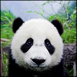 Нажмите на изображение для увеличения. 

Название:	Baby-panda-Wolong-Panda-Center-China.jpg 
Просмотров:	109 
Размер:	41.0 Кб 
ID:	224631