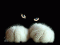 Аватар для Black_fluffy_cat