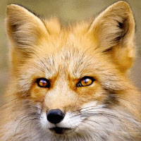 Аватар для SlyFox