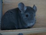 Zegarra Chinchillas